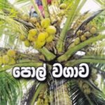 පොල් වගාව - Pol Wagawa