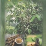 කුරුඳු වගාව - Kurudu Wagawa